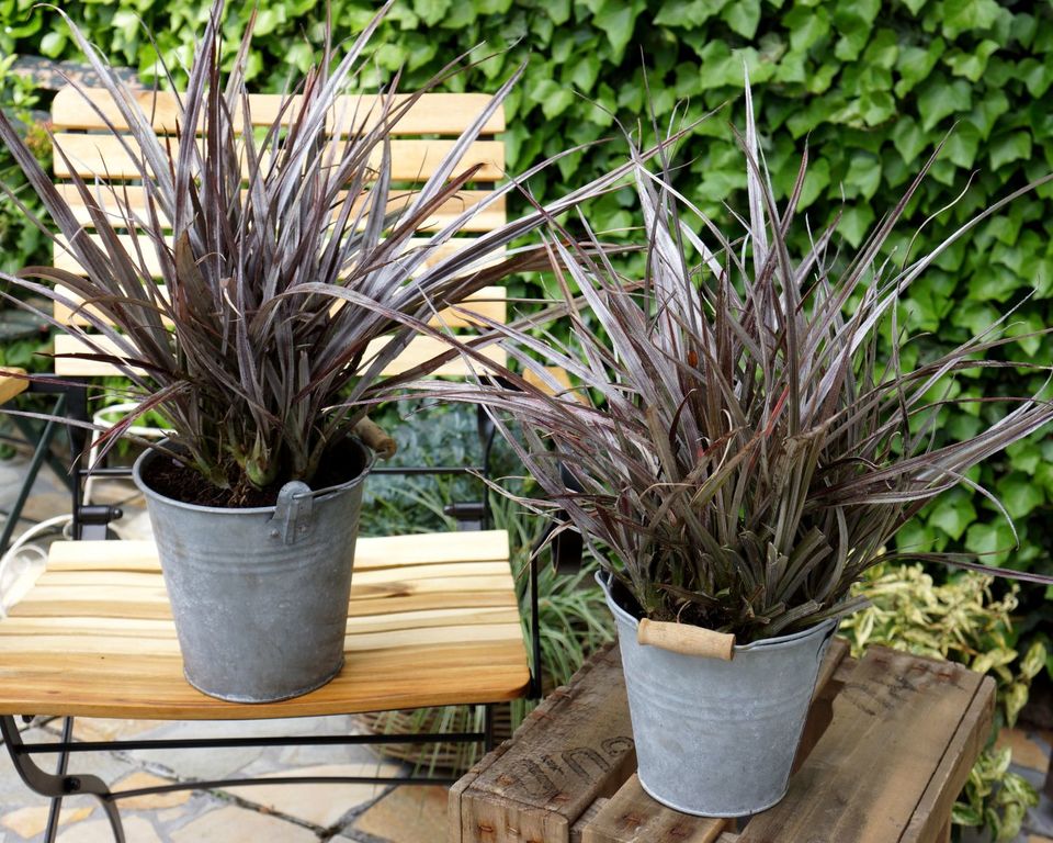 Inspiration Plantipp